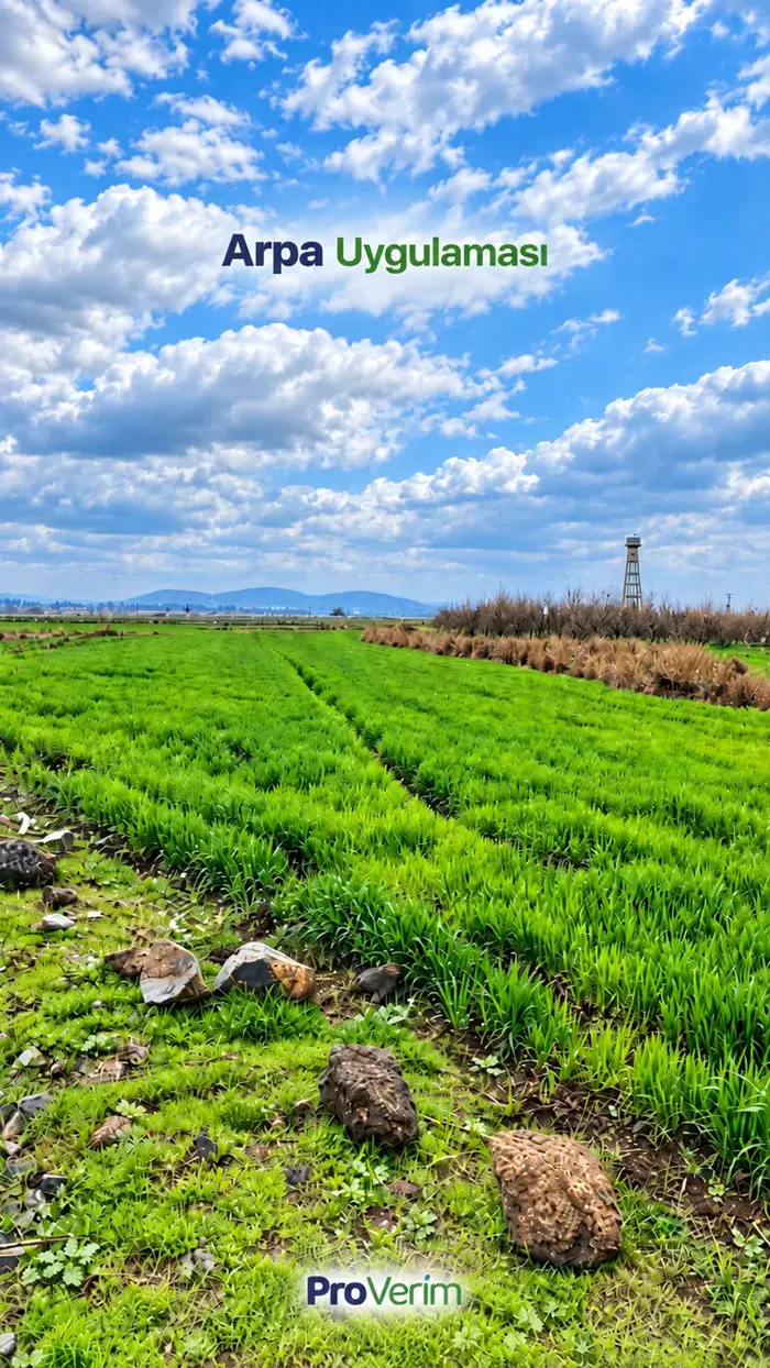 Arpa · Sivas