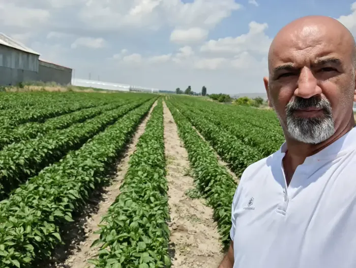 Biber tarlası