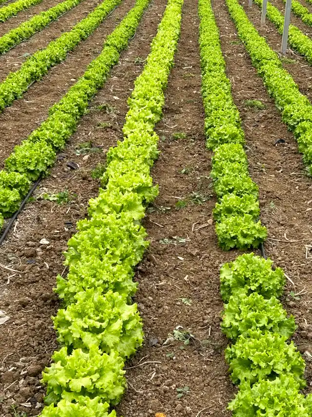 Marul, lahana ve yapraklılar — Proverim kullanan üretici