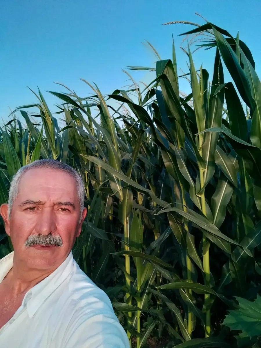 Mısır — Proverim kullanan üretici