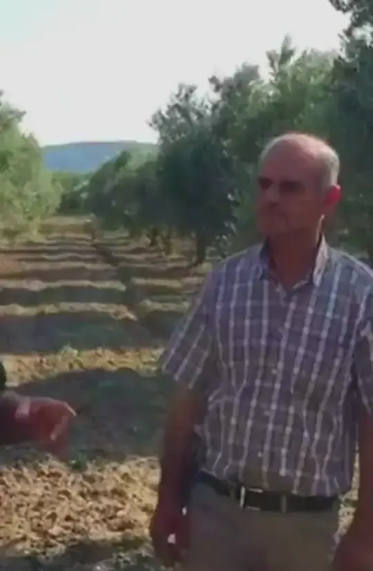Zeytin — Proverim kullanan üretici