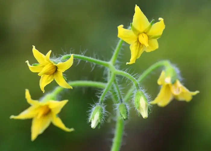 Çiçek dönemi