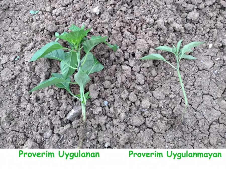Biber fidesi · uygulanan / uygulanmayan
