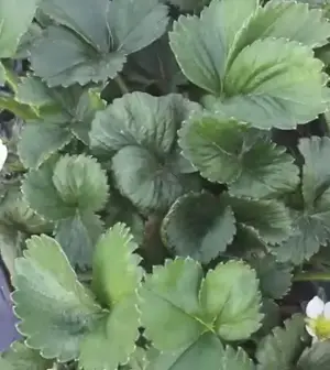 Çilek