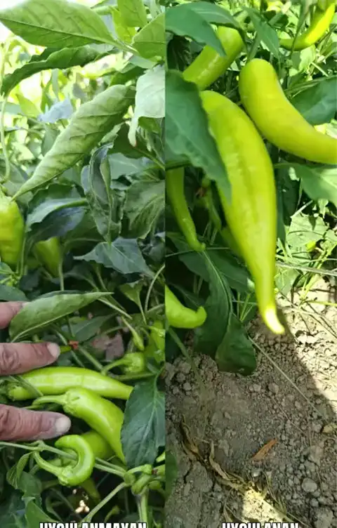 Biber · uygulanmayan / uygulanan, Tarsus, Mersin — Proverim saha kaydı