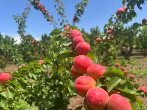 Erkenci kayısı, Isparta — Proverim saha kaydı