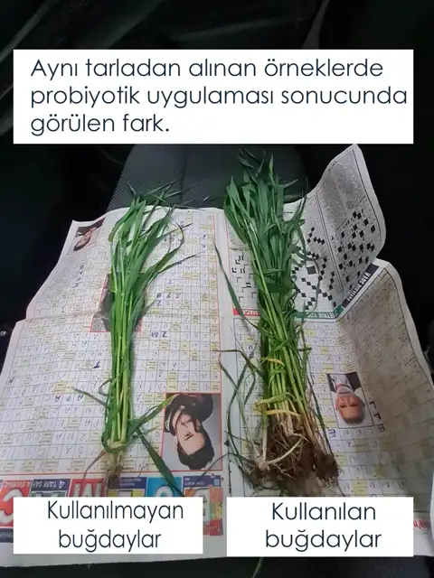 Buğday kökü · kullanılmayan / kullanılan, aynı tarla — Proverim saha kaydı
