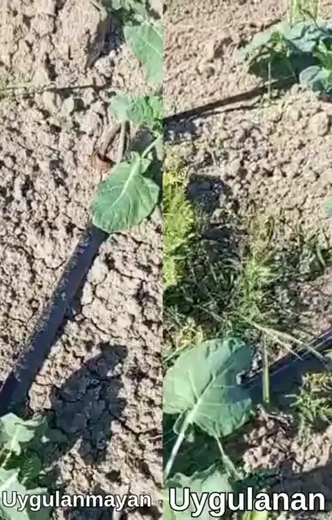 Brokoli · uygulanmayan / uygulanan, Tarsus, Mersin — Proverim saha kaydı