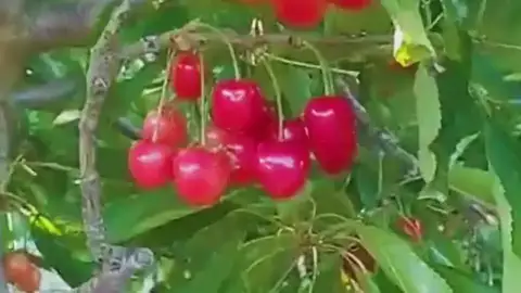 Kiraz, Bayındır, İzmir — Proverim saha kaydı