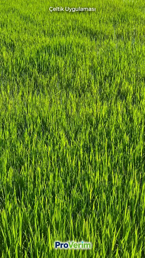 Çeltik — Proverim saha kaydı