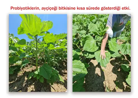 Ayçiçeği · kısa sürede fark — Proverim saha kaydı