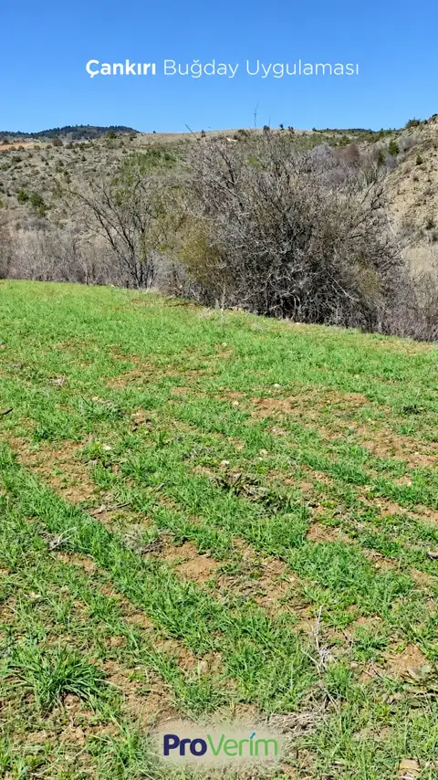 Buğday, Çankırı — Proverim saha kaydı