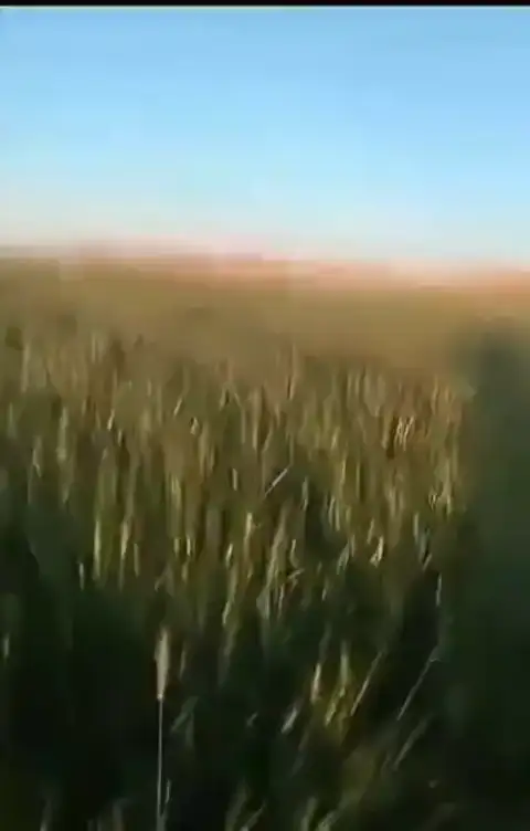 Arpa — Proverim saha kaydı