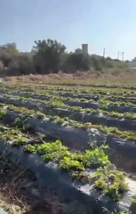 Çilek, Tarsus, Mersin — Proverim saha kaydı