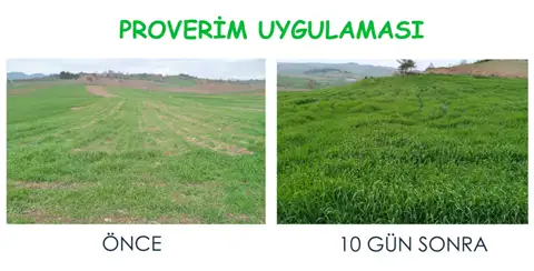 Önce ve 10 gün sonra — Proverim saha kaydı