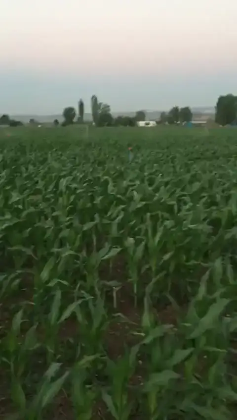 Mısır — Proverim saha kaydı