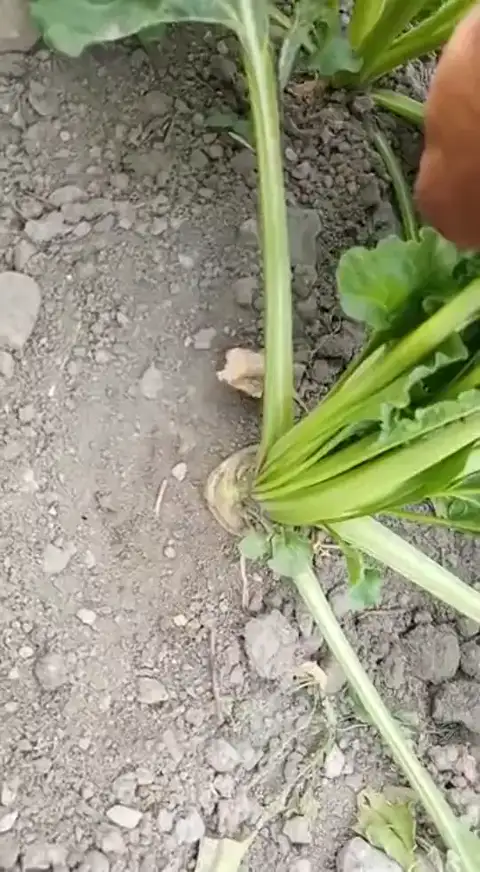 Şeker pancarı · dolu sonrası — Proverim saha kaydı