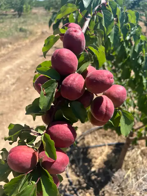 Kayısı, Isparta — Proverim saha kaydı