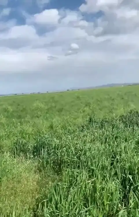 Buğday — Proverim saha kaydı