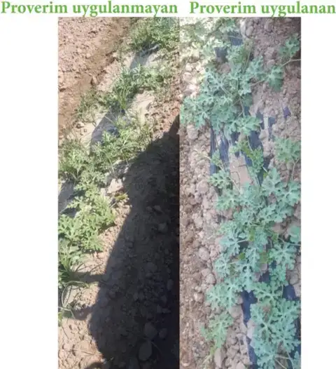 Uygulanmayan / uygulanan sıra — Proverim saha kaydı