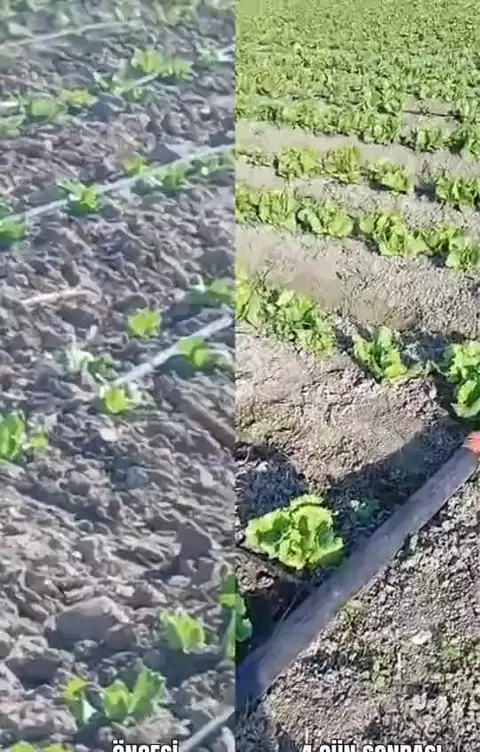Marul, Tarsus, Mersin — Proverim saha kaydı