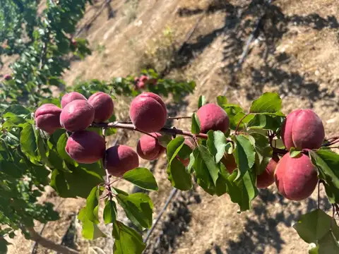 Kayısı, Isparta — Proverim saha kaydı