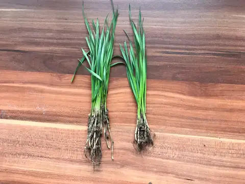 Buğday kökü, Karacabey, Bursa — Proverim saha kaydı