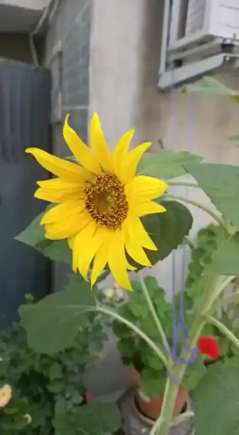 Ayçiçeği — Proverim saha kaydı