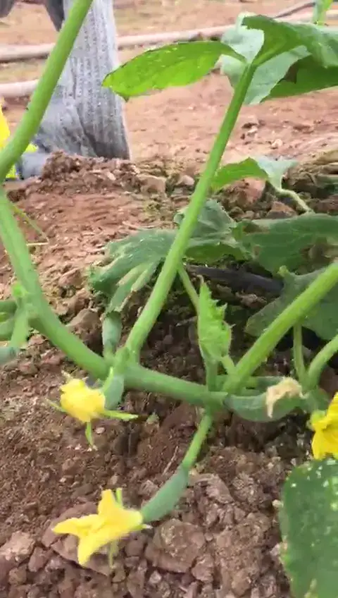 Salatalık, Kumluca, Antalya — Proverim saha kaydı