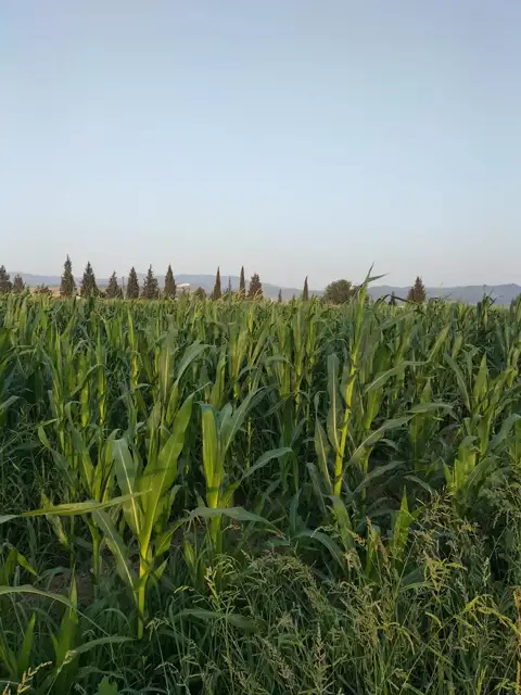 Mısır — Proverim saha kaydı