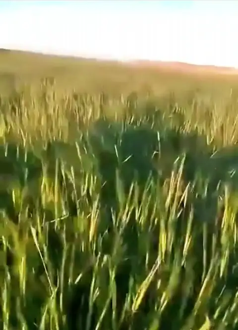 Arpa, Sivas — Proverim saha kaydı