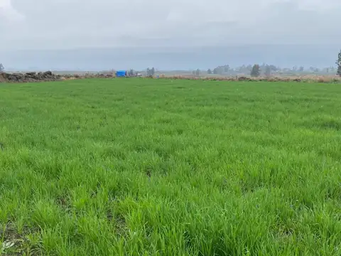 Buğday — Proverim saha kaydı