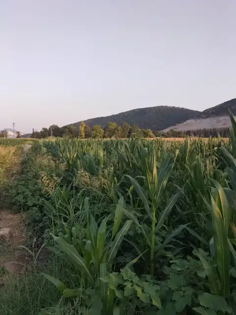 Mısır — Proverim saha kaydı