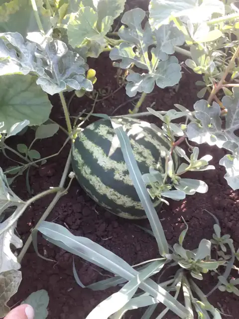 Karpuz — Proverim saha kaydı