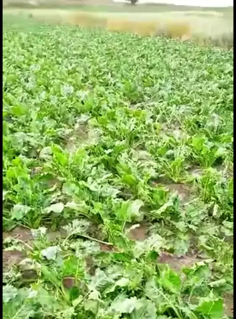 Şeker pancarı, Bursa — Proverim saha kaydı