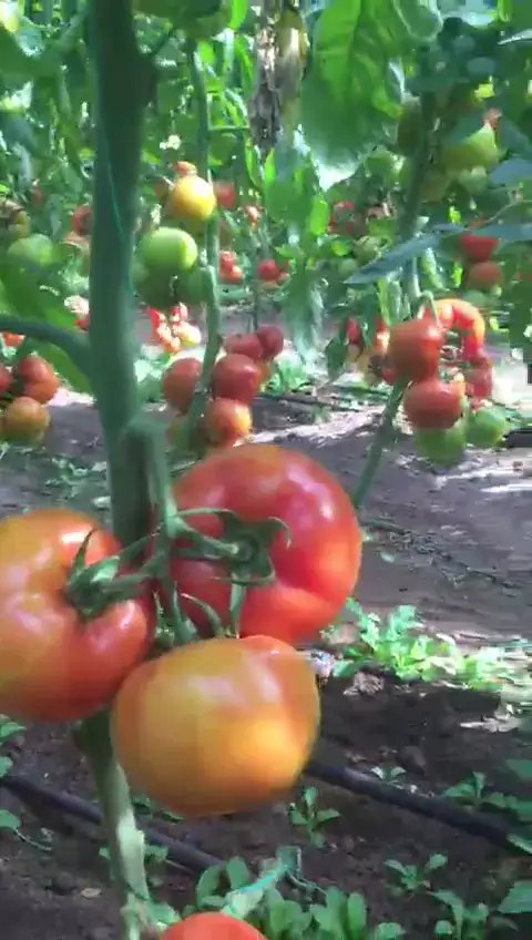 Domates serası, Antalya — Proverim saha kaydı