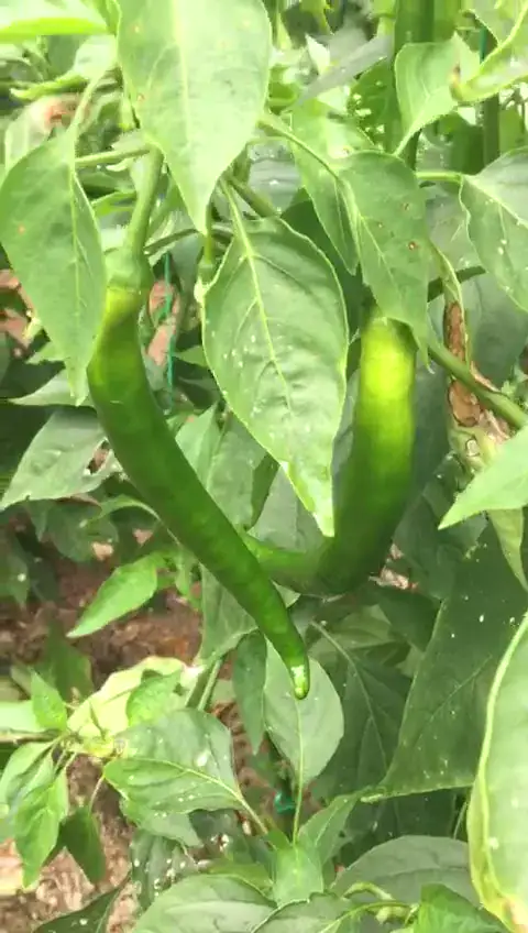 Biber serası, Kumluca, Antalya — Proverim saha kaydı
